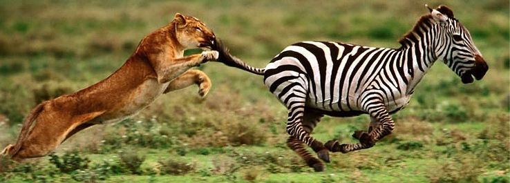 /uploads/posts/Fuja das garras do leão