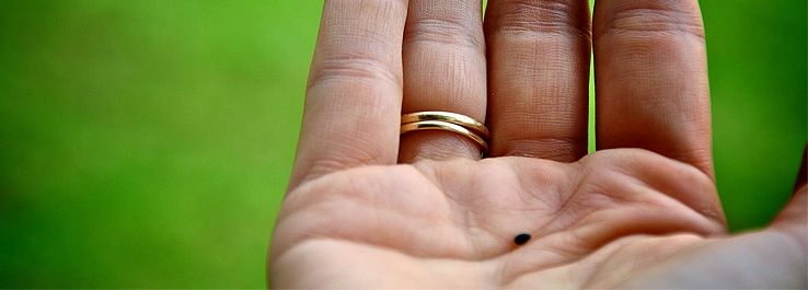 /uploads/posts/Plante a semente da fé