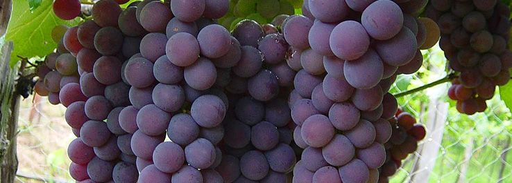 /uploads/posts/Seja conhecido pelos seus frutos