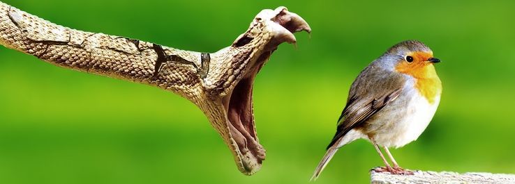 /uploads/posts/Fique sempre alerta